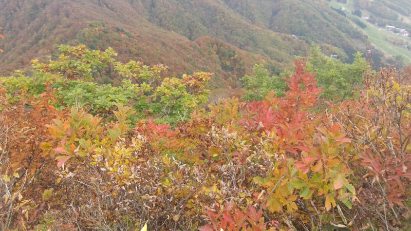 【遊べる絶景紅葉ランキング1位蔵王温泉スキー場】秋の瀧山見頃情報   Enjoy-autumn-at-Yamagata-Zao-Onsen-Ski-Resort.ranked-No.1-in-Japan-for-its-spectacular-autumn-leaves.jpg　