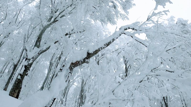 【真冬突入の1月樹氷観光 地蔵山頂駅展望台】山形蔵王温泉スキー場 Enjoy-Icemonster-Tourism-at-Yamagata-Zao-Onsen-Ski-Resort-in-Winter-January.jpg