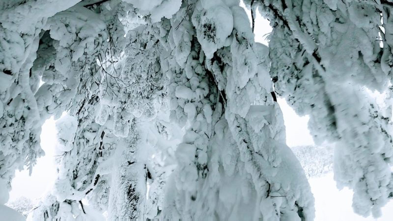 【見頃の樹氷サイズアップ 大雪明け観光】1月山形蔵王温泉スキー場   Yamagata-Zao-Onsen-Ski-Resort-in-January-is-good-for-sightseeing-because-Snowmonster-has-become-bigger.jpg