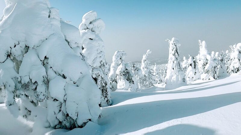【絶景の大快晴1月 樹氷原サイドパウダー】山形蔵王温泉スキー場 Enjoy-Powder-Snow-at-Yamagata-Zao-Onsen-Ski-Resort-in-January-with-Great-Clear-Skies.jpg