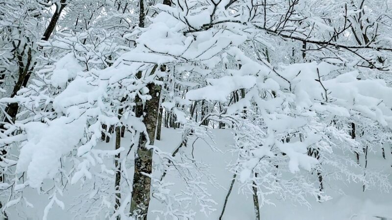 【全エリア新雪 各エリアランチ情報編】立春の山形蔵王温泉スキー場 Powder-snow-in-all-areas-of-Yamagata-Zao-Onsen-Ski-Resort.jpg