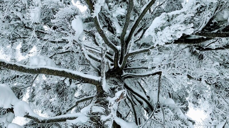【全エリア新雪 各エリアランチ情報編】立春の山形蔵王温泉スキー場 Powder-snow-in-all-areas-of-Yamagata-Zao-Onsen-Ski-Resort.jpg