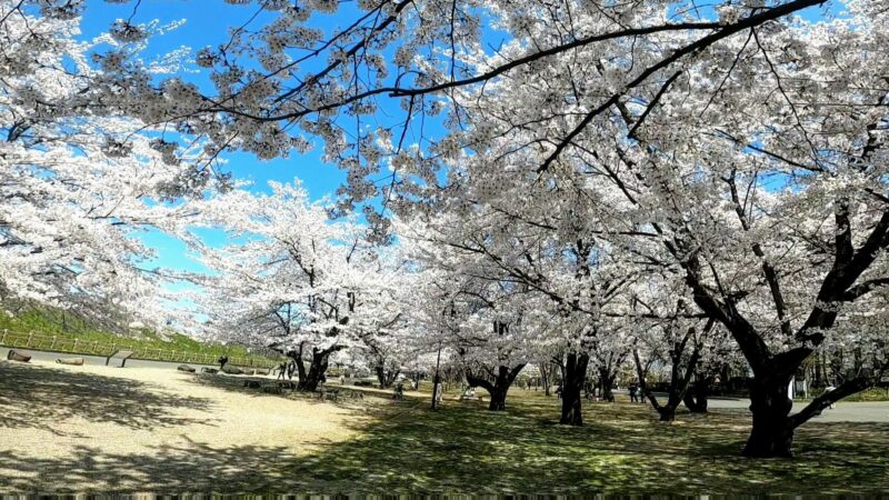 【山形城跡 桜満開 4月山形観光情報】霞城公園の出羽桜に癒される Yamagata-Tourism-Information-in-April.Enjoy-the-Cherry-Blossoms-in-Full-Bloom-at-the-Ruins-of-Yamagata-Castle.jpg