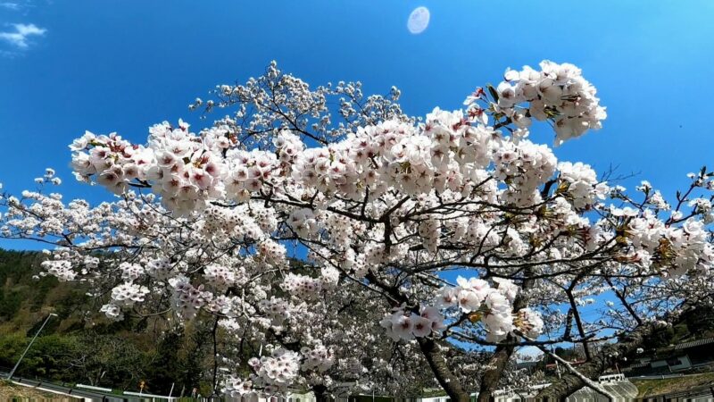【4月降雪 旬を楽しむ 春のアクティビティ】山形蔵王温泉スキー場    April-Snowfall-at-Yamagata-Zao-Onsen-Ski-Resort.Enjoying-Zao-Activities-in-Spring.jpg