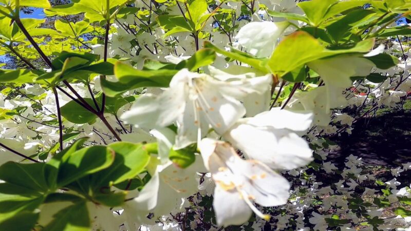 【満開のツツジ5月 開花ラッシュ】新緑で賑わう山形市西蔵王野草園   Yamagata-Zao-Yasoen-bustling-with-fresh-greenery-in-full-azalea-bloom-rush-in-May.jpg