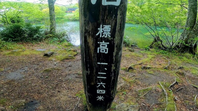 【コシアブラ5月中央高原 ダイエット登山】山形蔵王温泉スキー場   Enjoy-diet-trekking-and-picking-koshiabura-at-Yamagata-Zao-Onsen-Ski-Resort-in-May.jpg