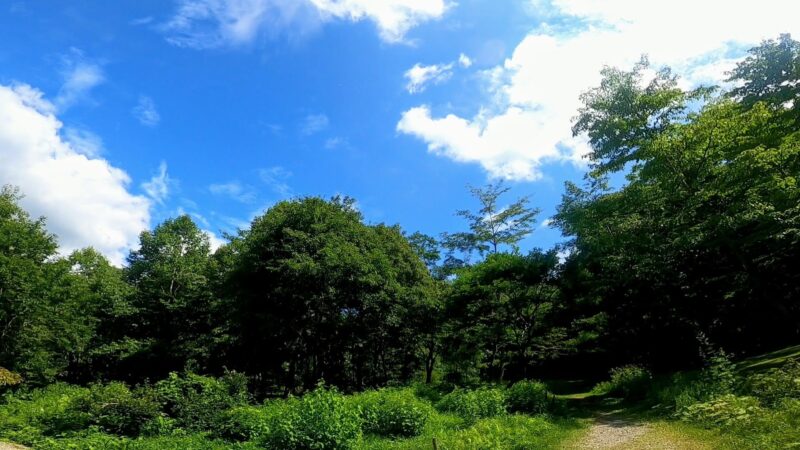 【7月見事なアジサイ 夏空と開花ラッシュ】梅雨明け真夏の山形蔵王   Beautiful-Hydrangeas-and-Flowering-Rushes-at-Yamagata-Zao-Yasouen-in-July-Summer.jpg