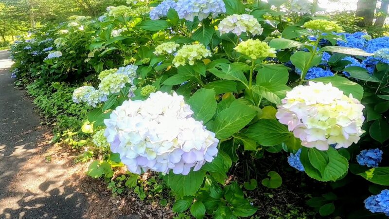 【7月見事なアジサイ 夏空と開花ラッシュ】梅雨明け真夏の山形蔵王   Beautiful-Hydrangeas-and-Flowering-Rushes-at-Yamagata-Zao-Yasouen-in-July-Summer.jpg