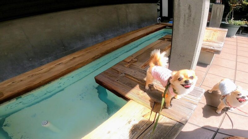 【避暑の山形蔵王 温泉街で涼しむ】ワンコやファミリー向けオススメ  Yamagata-Zao-Onsen-Ski-Resort-is-cool-in-summer.recommended-for-families-and-dogs.jpg