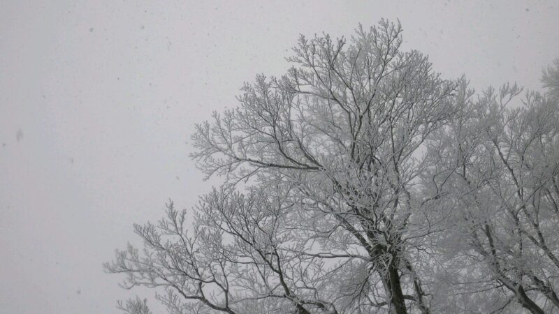 【寒波きました −8度冬の嵐】12月山形蔵王 粉雪パウダースノー yamagatazao-kanpa-dec.jpg