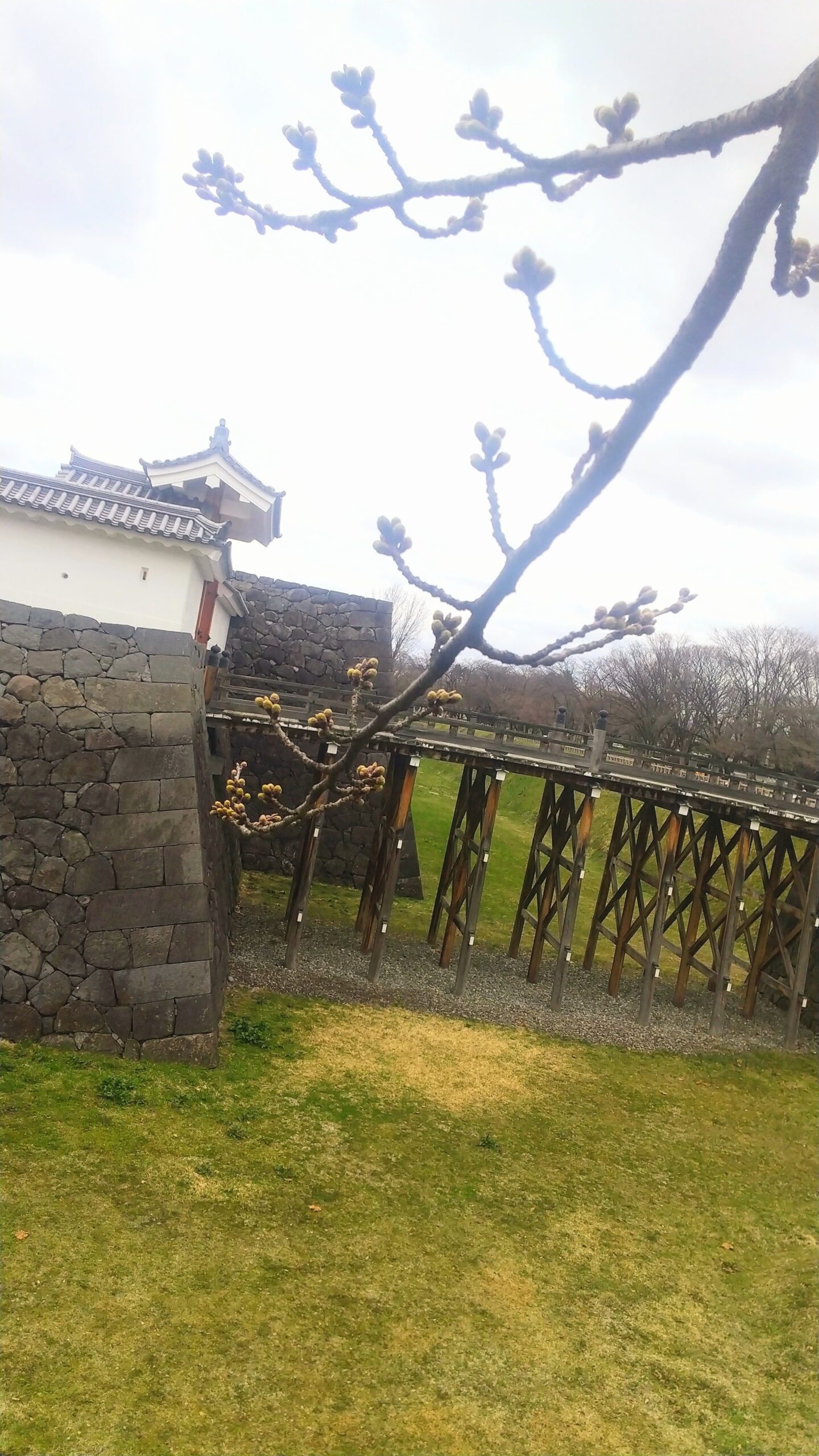 【山形城跡 桜満開 4月山形観光情報】霞城公園の出羽桜に癒される Yamagata-Tourism-Information-in-April.Enjoy-the-Cherry-Blossoms-in-Full-Bloom-at-the-Ruins-of-Yamagata-Castle.jpg