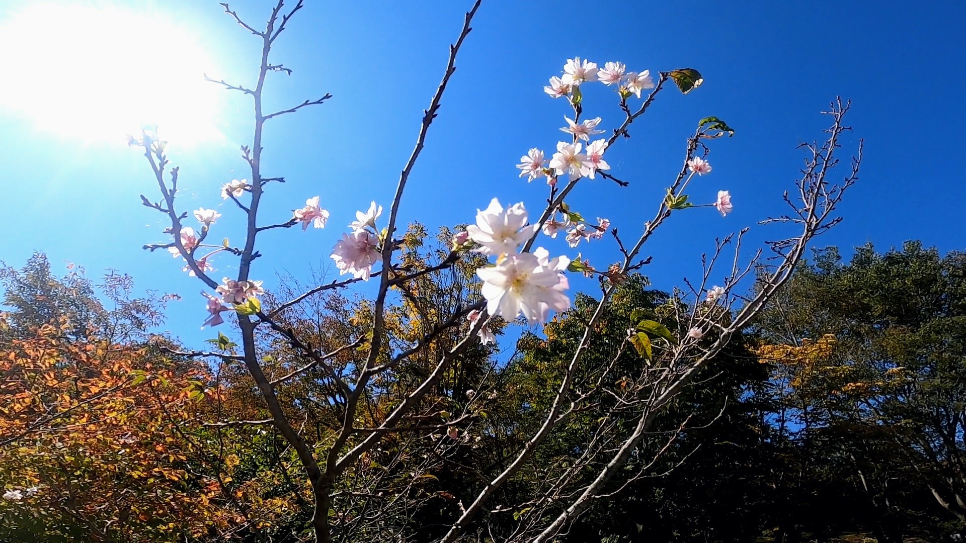 【ファミリー向け 10月西蔵王野草園】秋真っ盛り アサギマダラ Comparison-of-October-flowering-information-and-seasonal-changes-at-Yamagata-Yasoen-in-Nishi-Zao.jpg