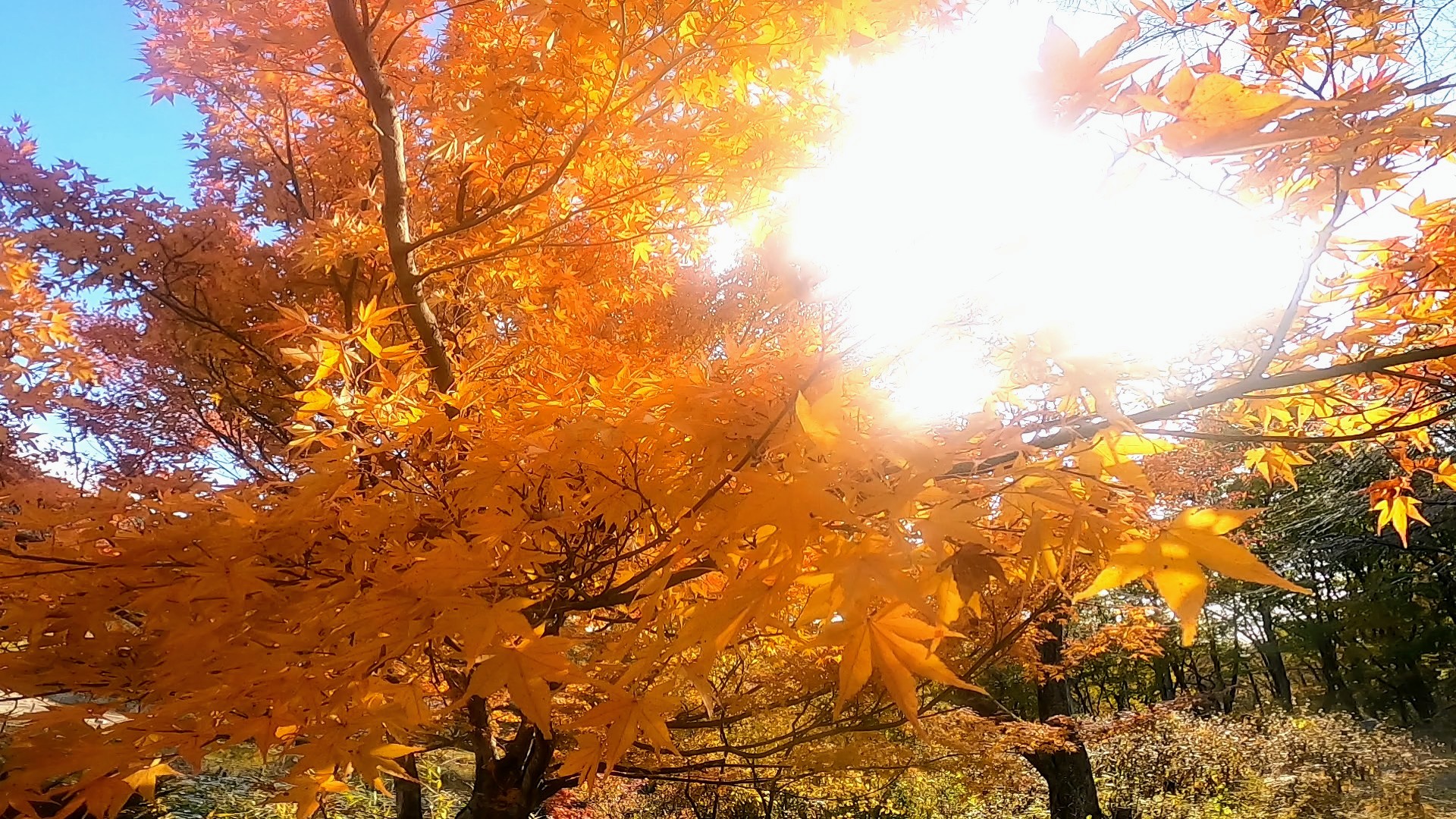 【11月晩秋のラスト山形市西蔵王野草園】紅葉と落葉 雪囲い冬囲い yamagata-yasouen-November.jpg